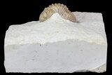 Bargain, Lochovella (Reedops) Trilobite - Oklahoma #68615-3